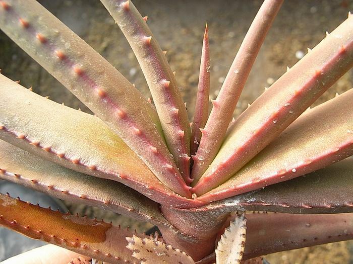Aloe cryptopoda アロエ クリプトポーダ [黒太刀]: Succulent Photo Gallery
