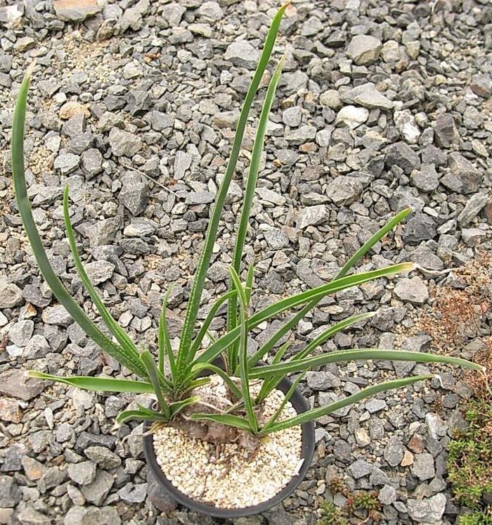 Aloe cooperi アロエ クーペリー: Succulent Photo Gallery