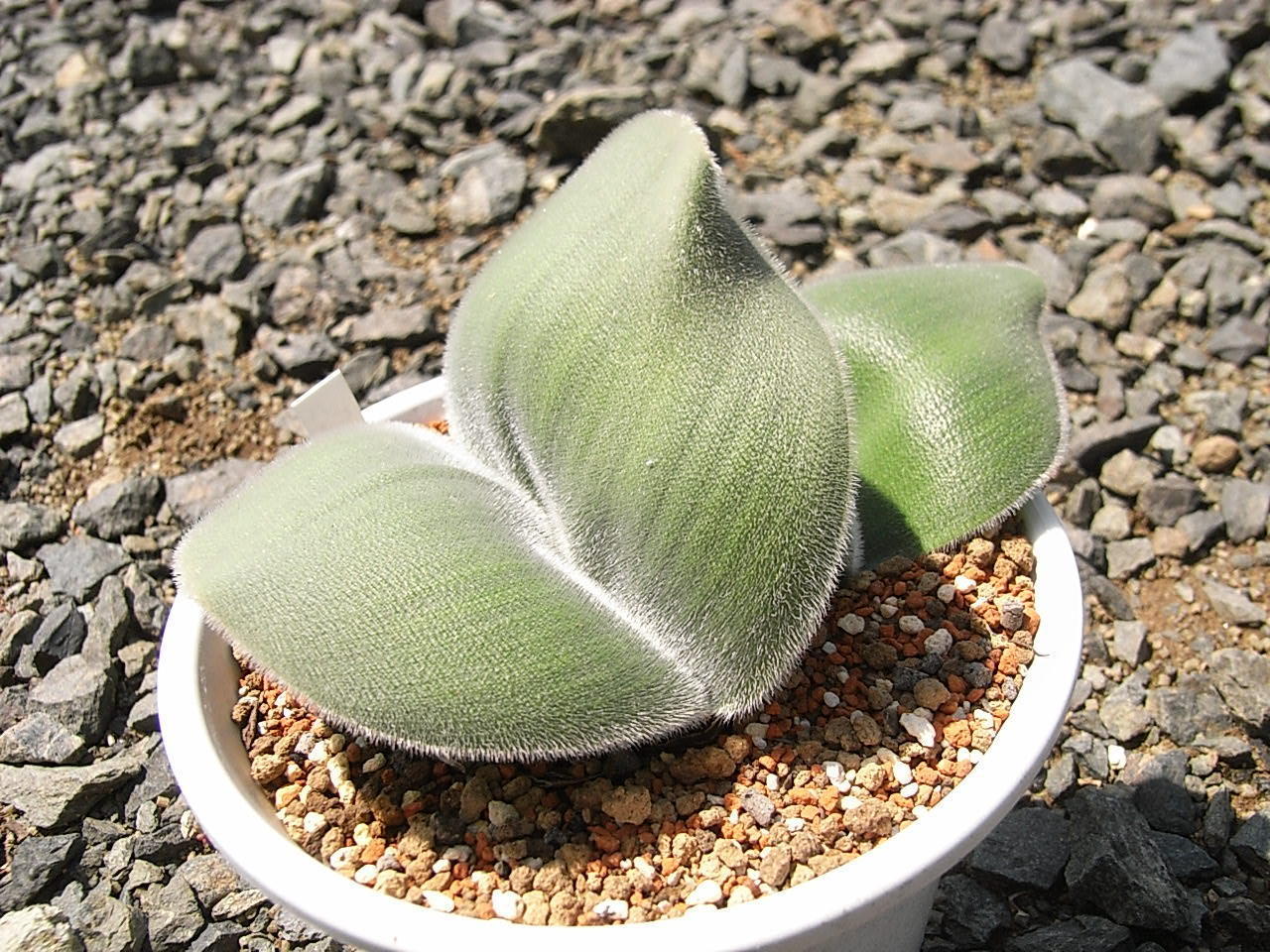 Haemanthus hirsutus ハエマンサス ヒルスタス: Succulent Photo Gallery