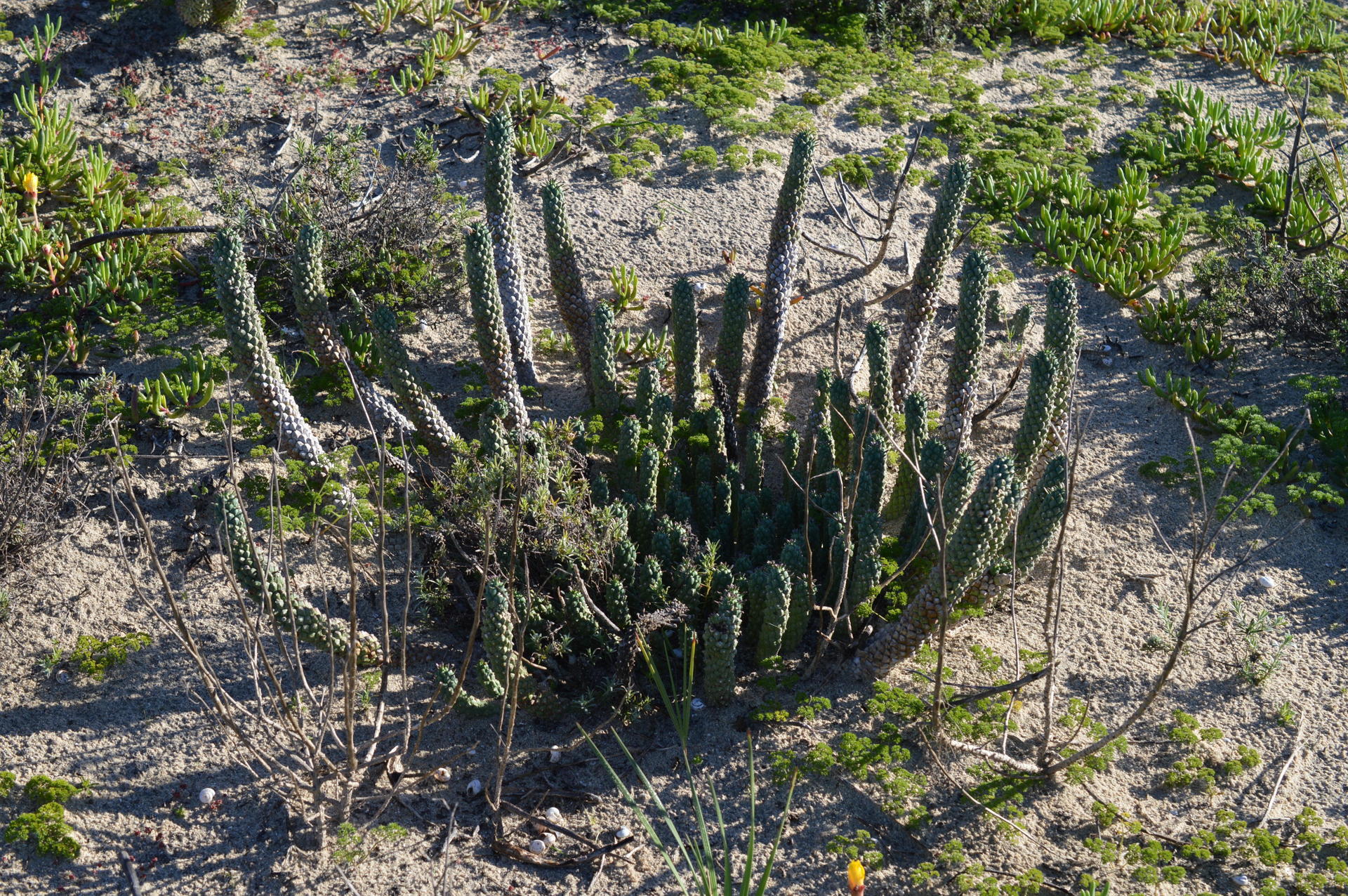 Euphorbia caput-medusae ユーフォルビア カプトメデューサ: Succulent