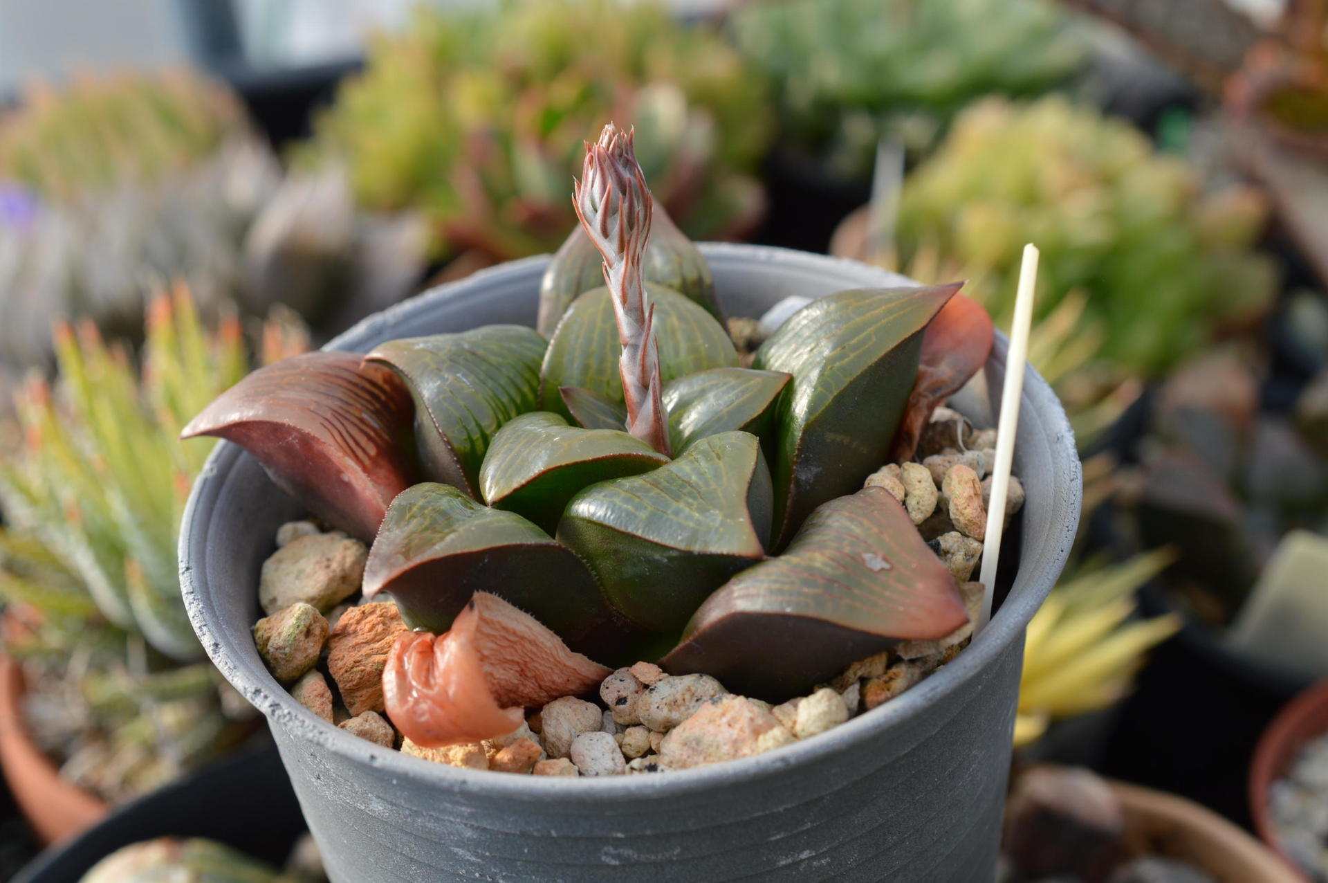 Haworthia correcta ﾊｵﾙﾁｱ ｺﾚｸﾀ: Succulent Photo Gallery