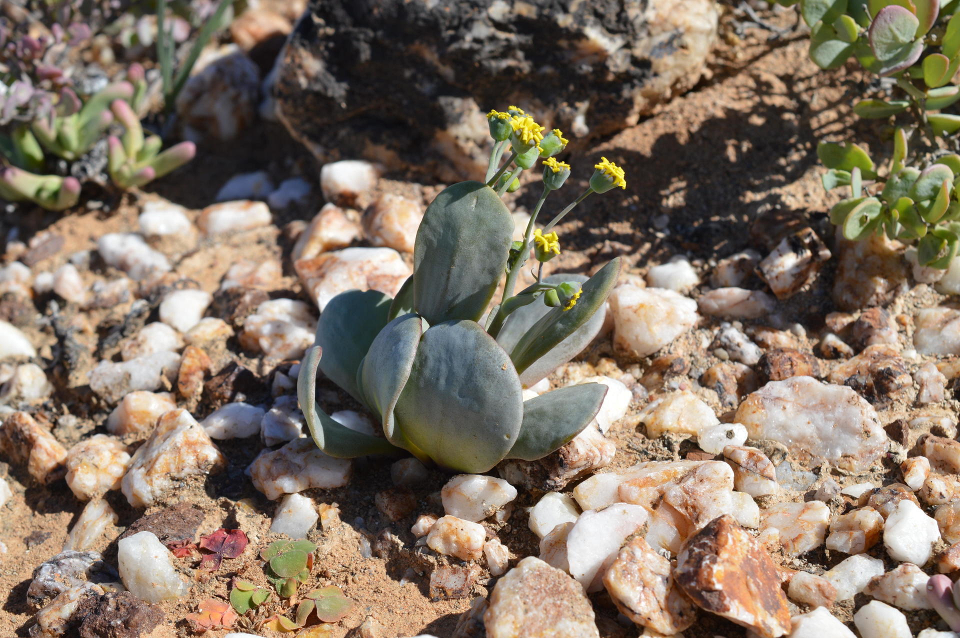 Othonna intermedia オトンナ インターメディア: Succulent Photo Gallery