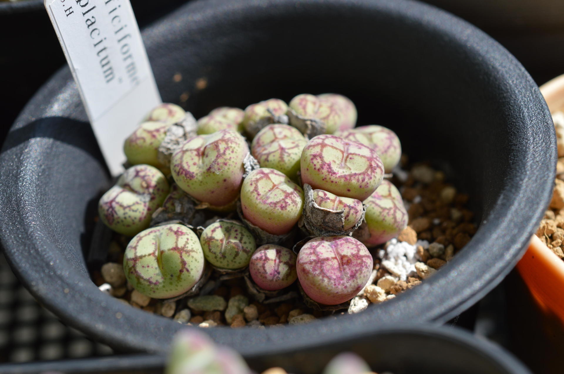 Conophytum ficiforme コノフィツム フィキフォルメ: Succulent