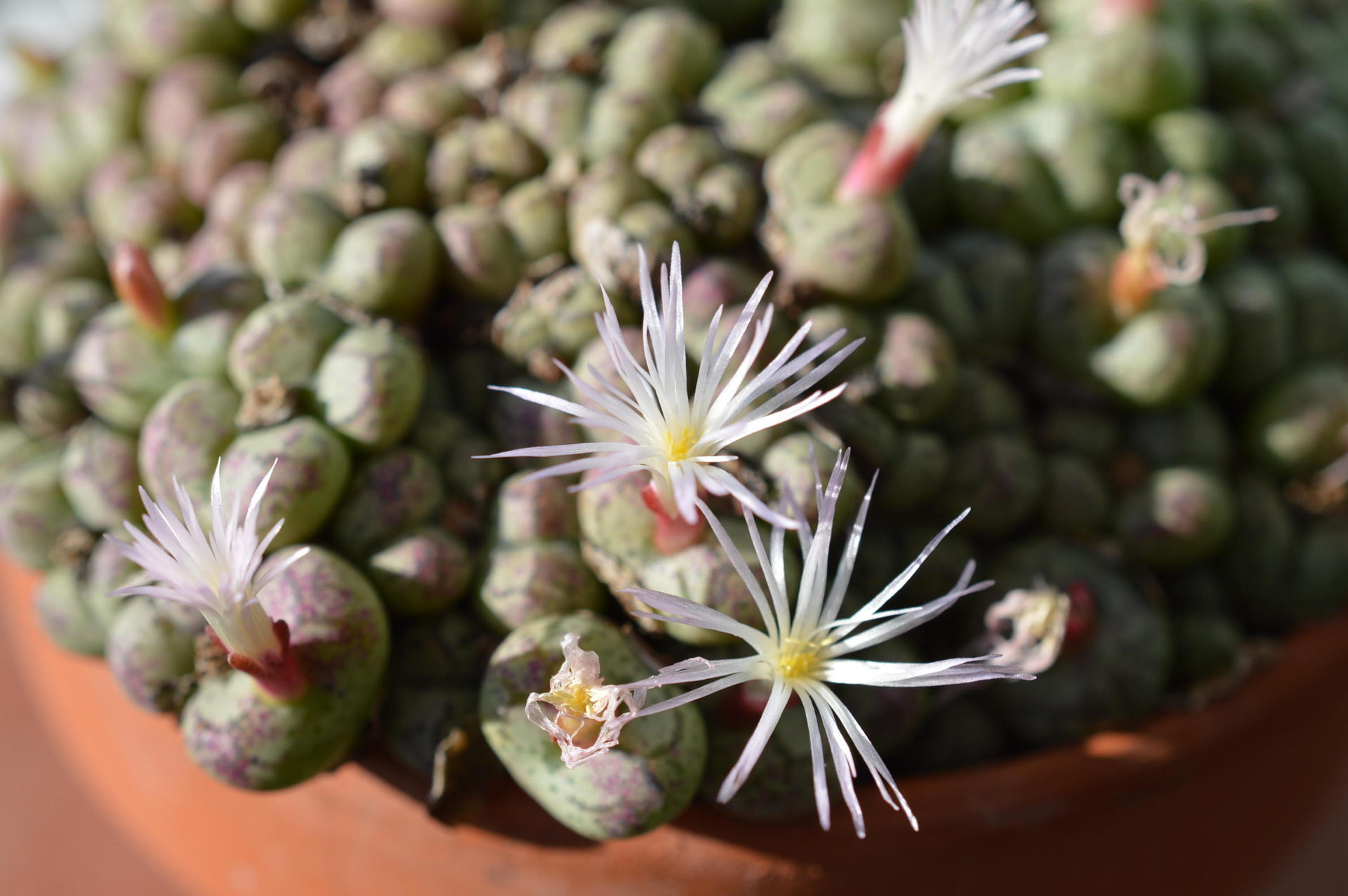 Conophytum ficiforme コノフィツム フィキフォルメ: Succulent