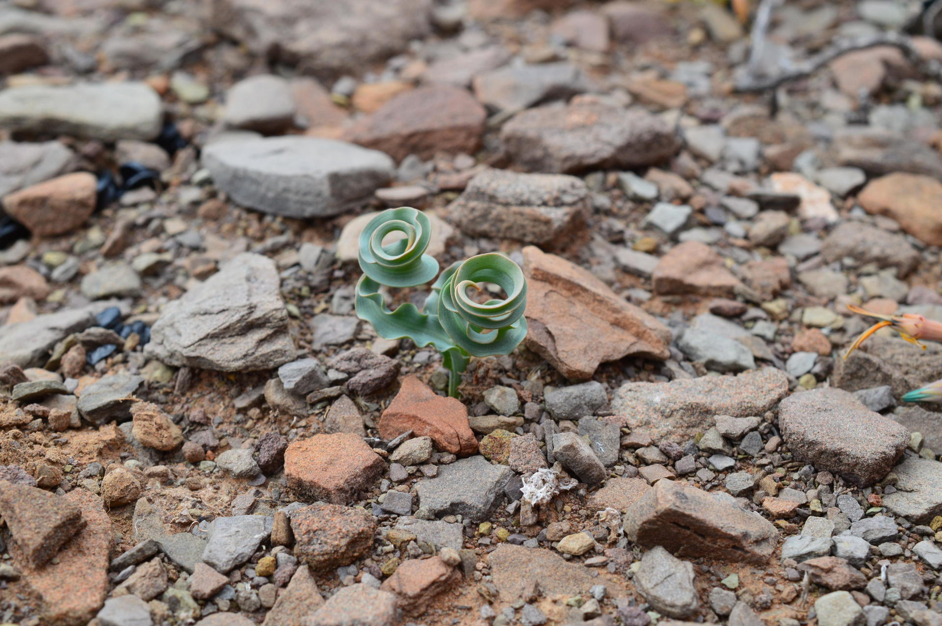 Dipcadi rigidifolium ディプカディ リギディフォリウム: Succulent Photo Gallery