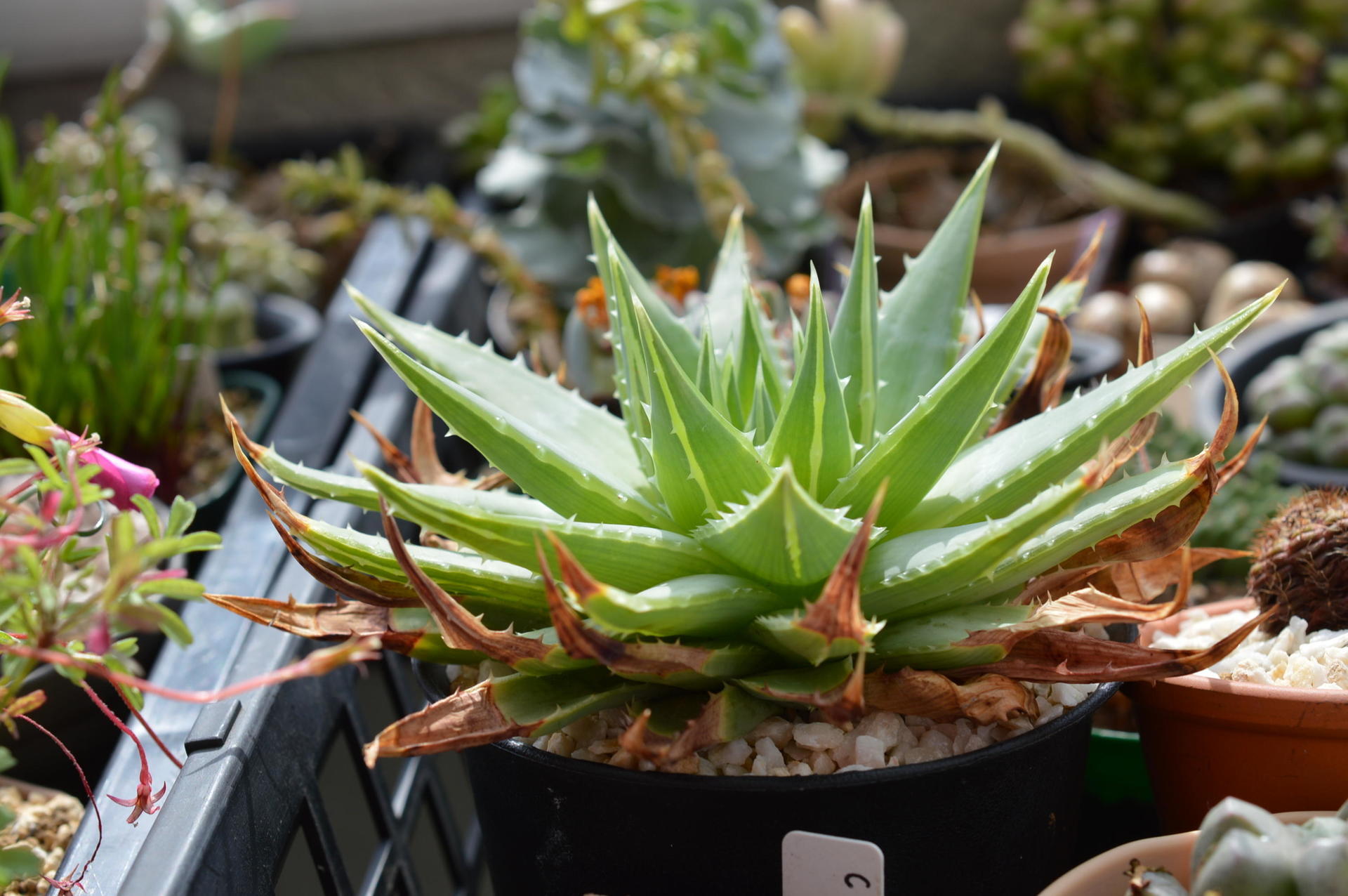 Aloe polyphylla アロエ ポリフィラ: Succulent Photo Gallery