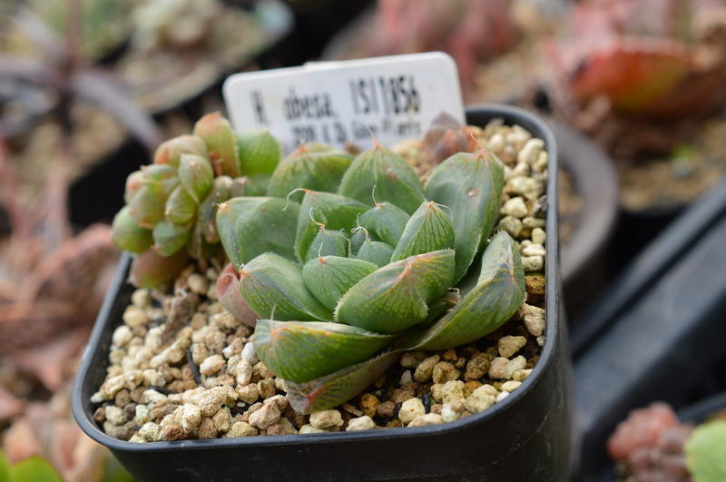 Botany Craft ハオルチア専門店 - Tulista opalina IB5653-1 玉